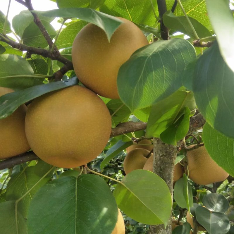 新沂橘子商贸有限公司：电商行业的破局之道