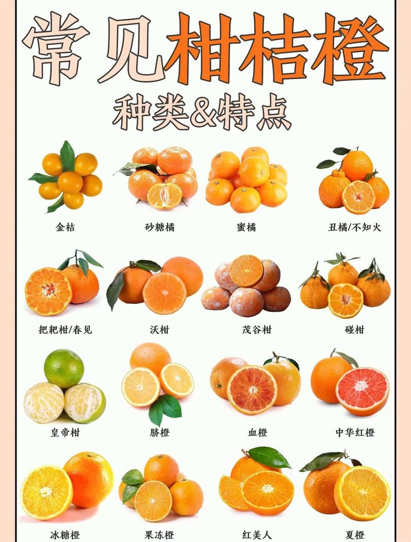 新沂橘子商贸有限公司：电商行业的创新航标